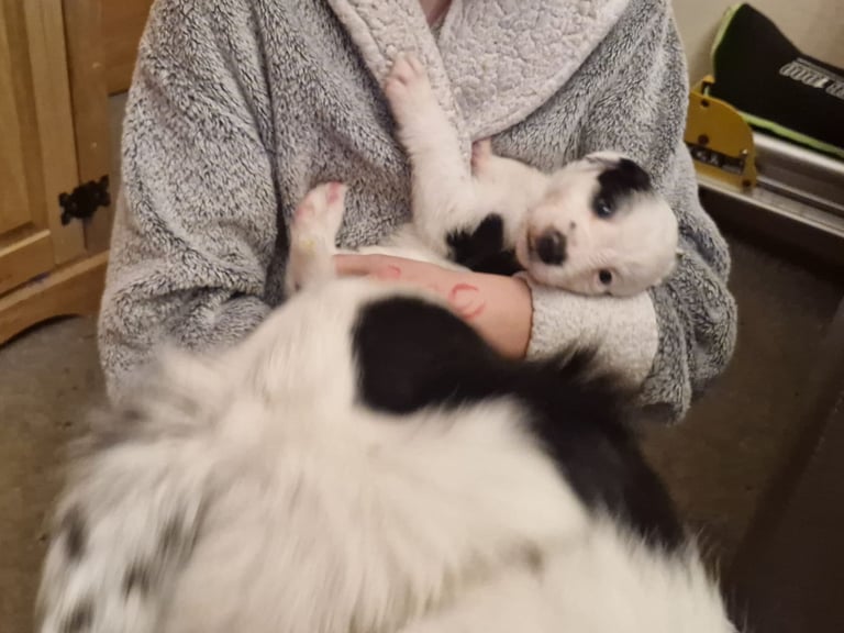 2 x black and white male puppies for sale 