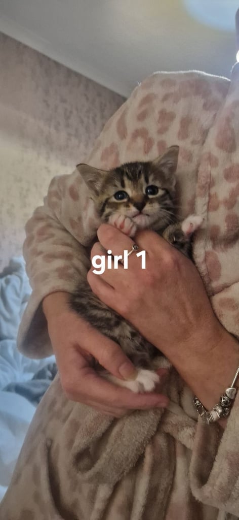 image for 3 female kittens 