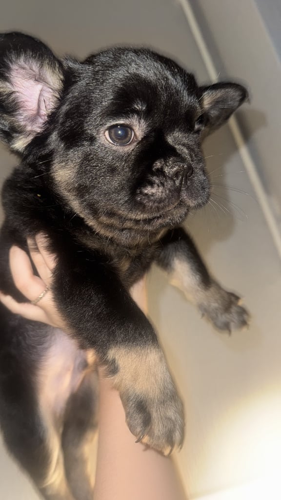  Visual Fluffy French Bulldog