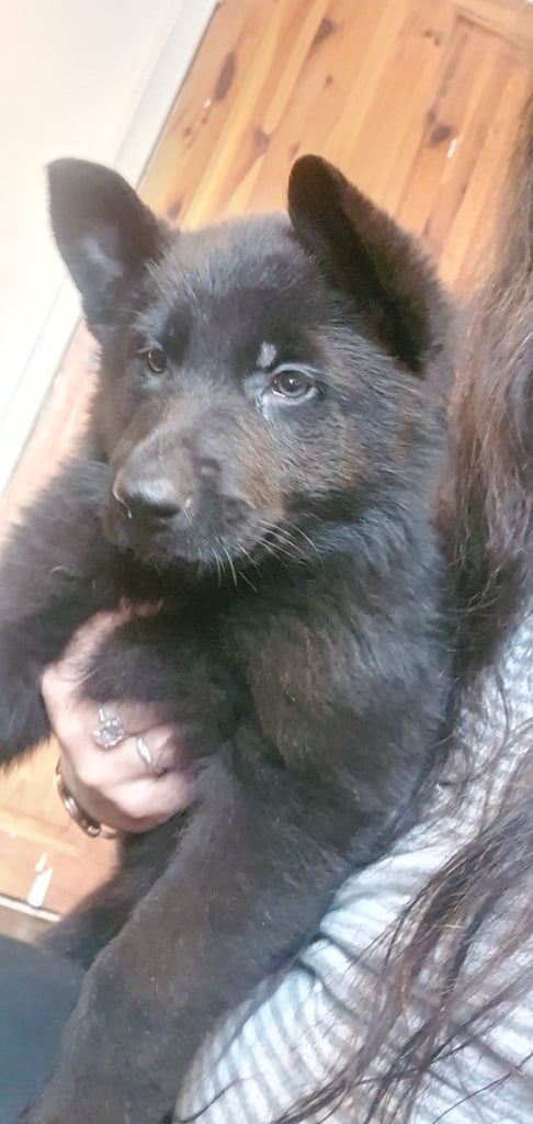 German Shepherd puppy  for sale 
