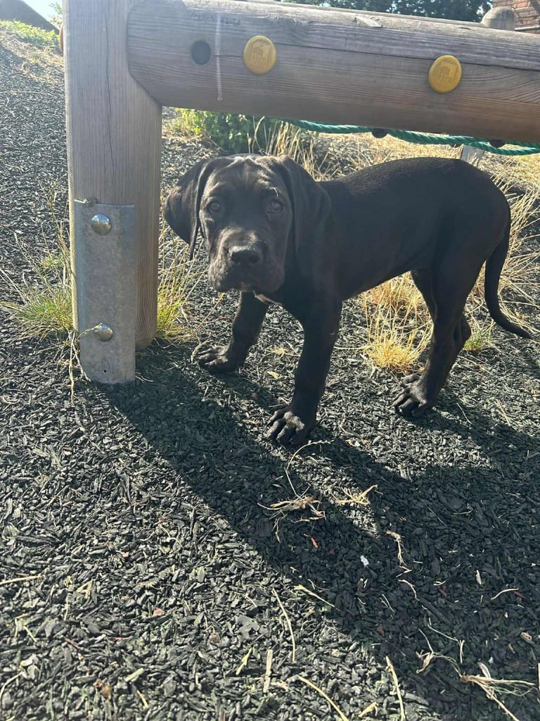 Cane corso original 