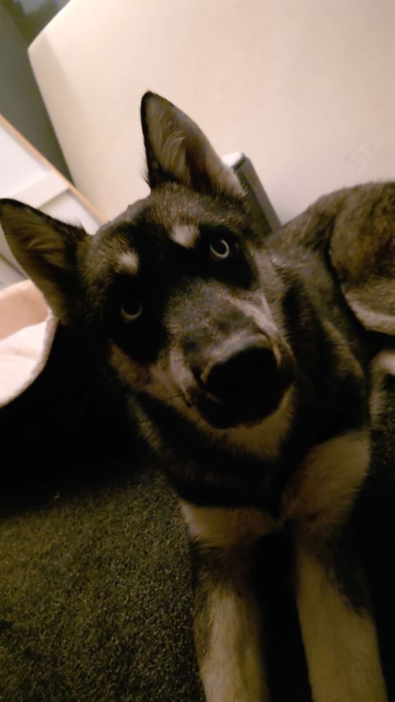 Siberian husky 6 months old