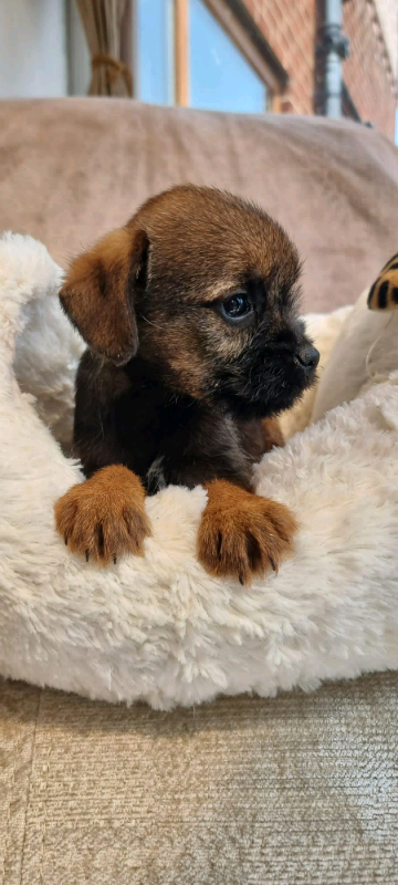 Stunning pedigree border terrier pups for sale