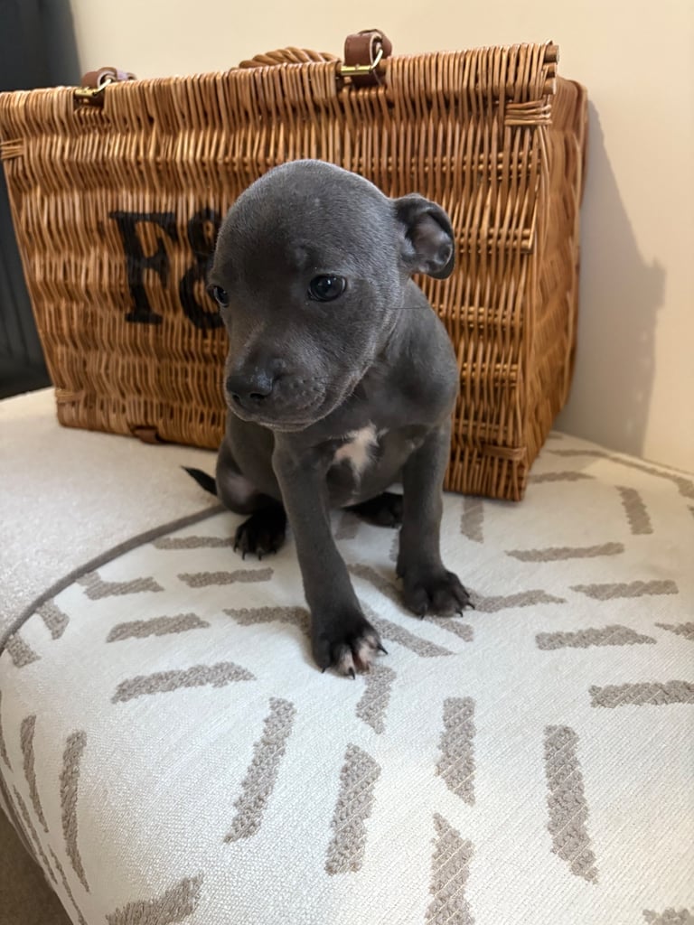 KC Registered Staffordshire Bull Terriers