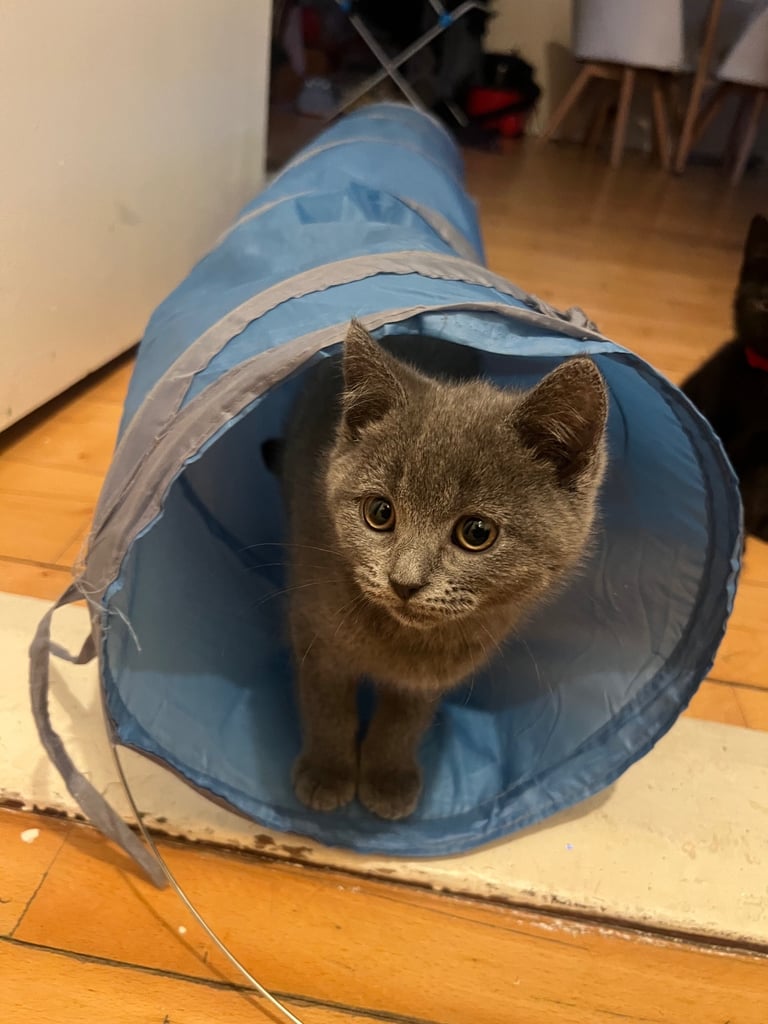 British short hair kitten for sale 