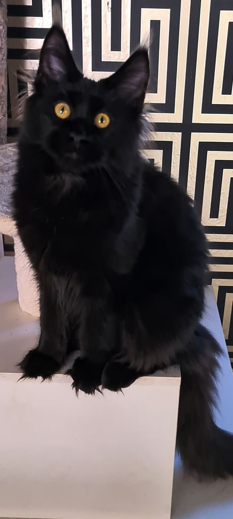 kittens sale in London