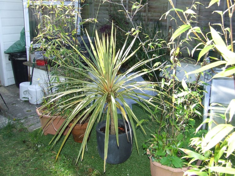 TREES/shrubs/plants in pots from £5 .