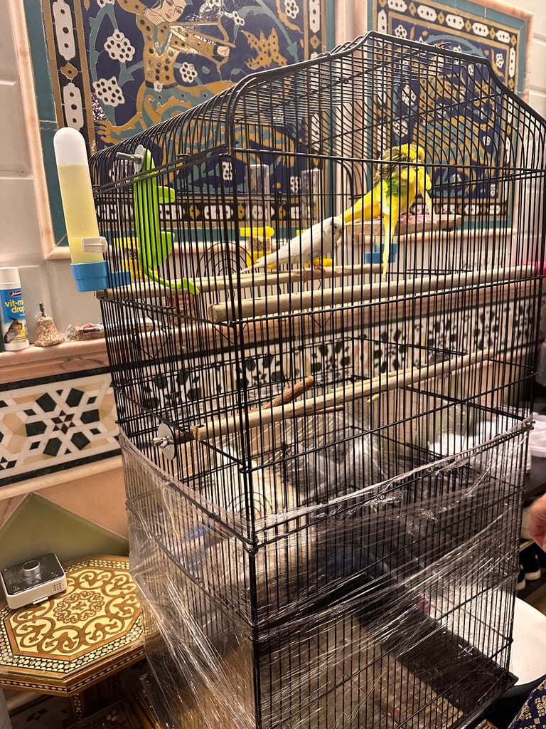 image for Three beautiful budgies FULL PACKAGE with big cage 