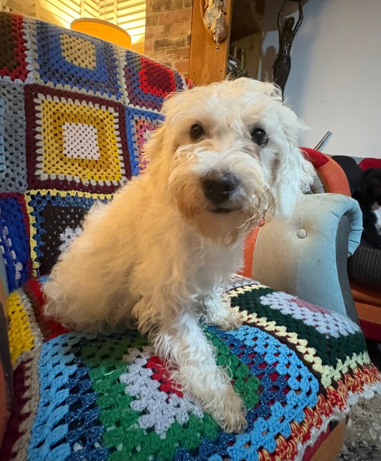 image for Loving little lady looking for her forever home