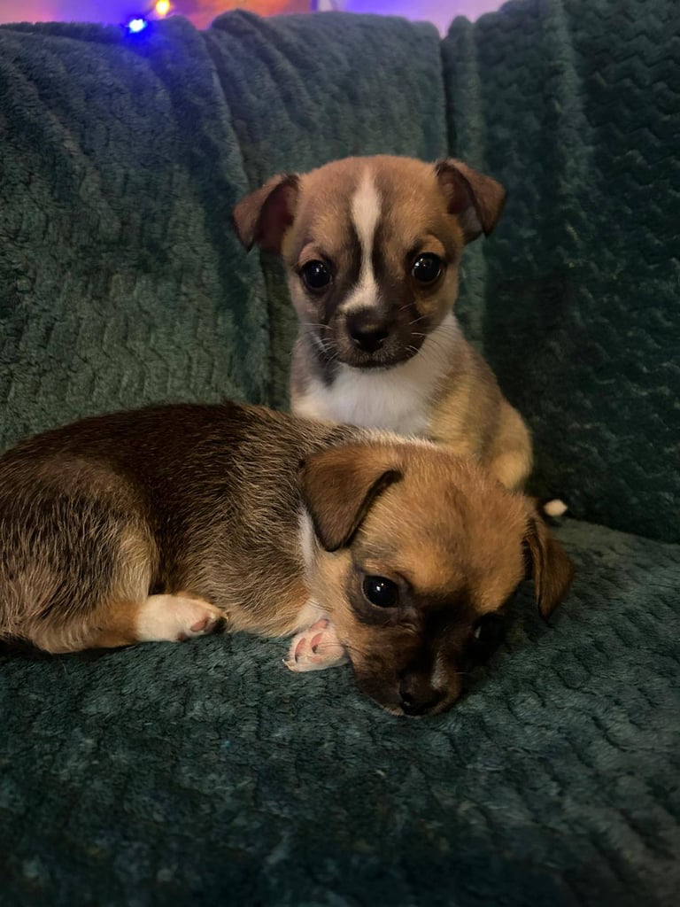 3/4 Chahauhau 1/4 Jack russell pups