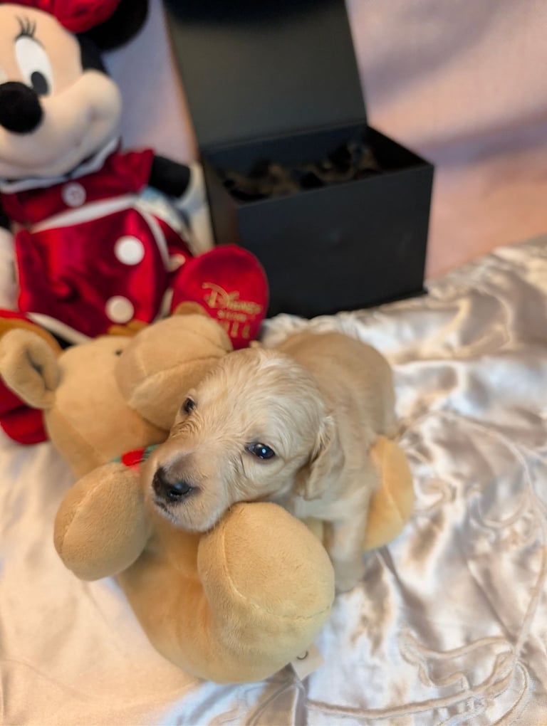  Hi, I’m a long-haired Mini pup! 💕 Rare creams & black & tans — will you be my new mummy or daddy?