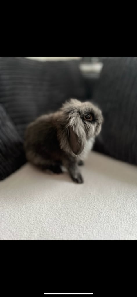 Mini Lop Rabbit, Cage and Pet carrier etc