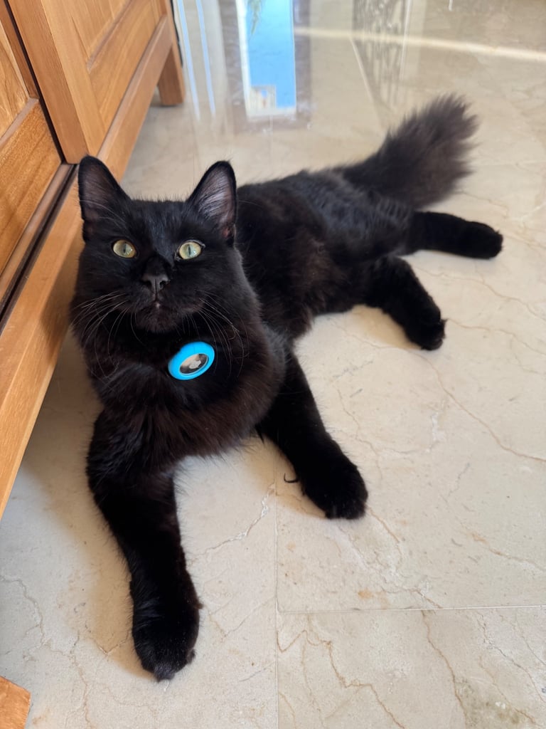 Affectionate, black Siberian-mix  11 months kitten