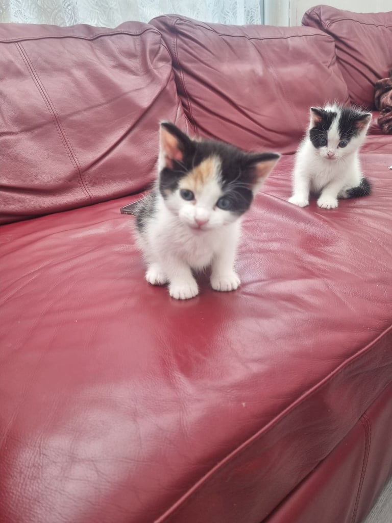 Little kittens