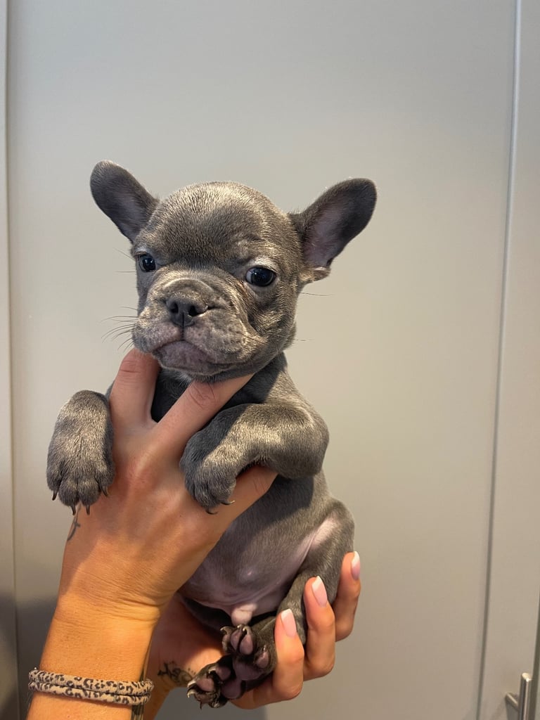 Dogs Gumtree Bulldog Puppies Bulldog Wholesalers Silver French