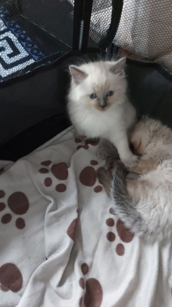 Ragdoll kittens 9 weeks