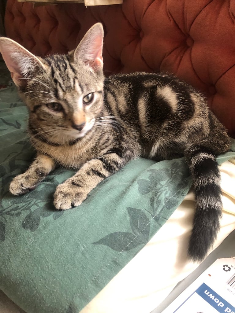 Bengal cross kitten male 