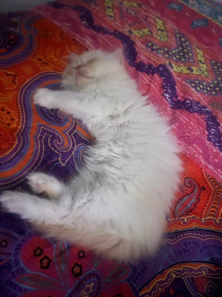 Flame point exotic Persian rare colouring 