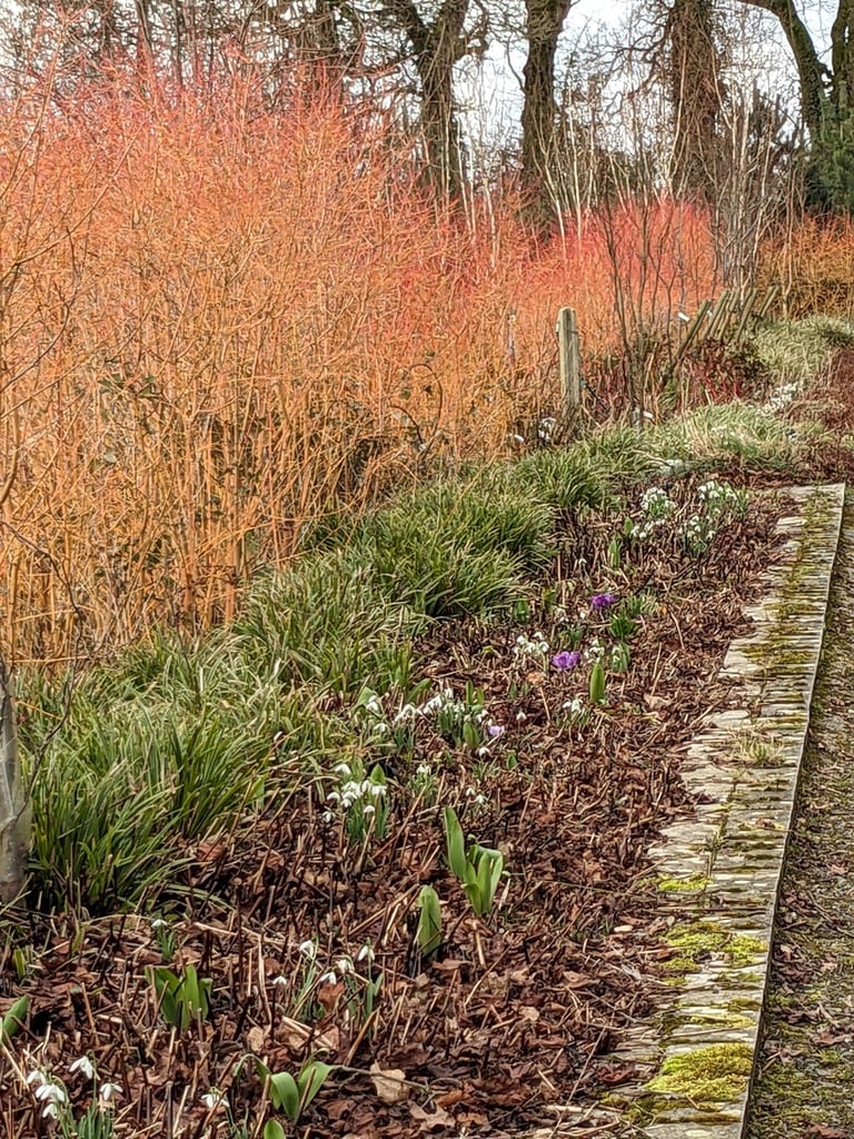 image for Grasses and dogwood for winter colour here ... please see other listings