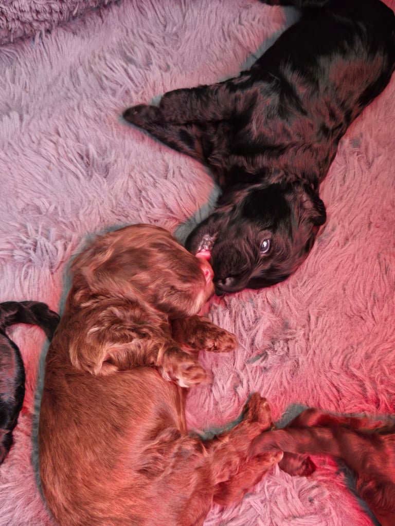 Gorgeous F1 Cockapoo Puppies