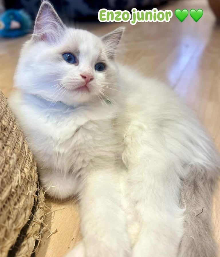 💖Beautiful Ragdoll Kittens 💖 Tica Register 