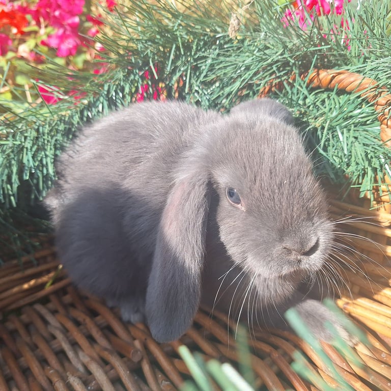 Baby Rabbits 