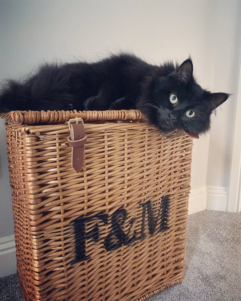 image for  Loving Home Needed for Luna — Affectionate 7-Year-Old Cat