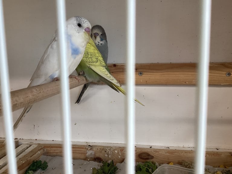 New baby budgies 