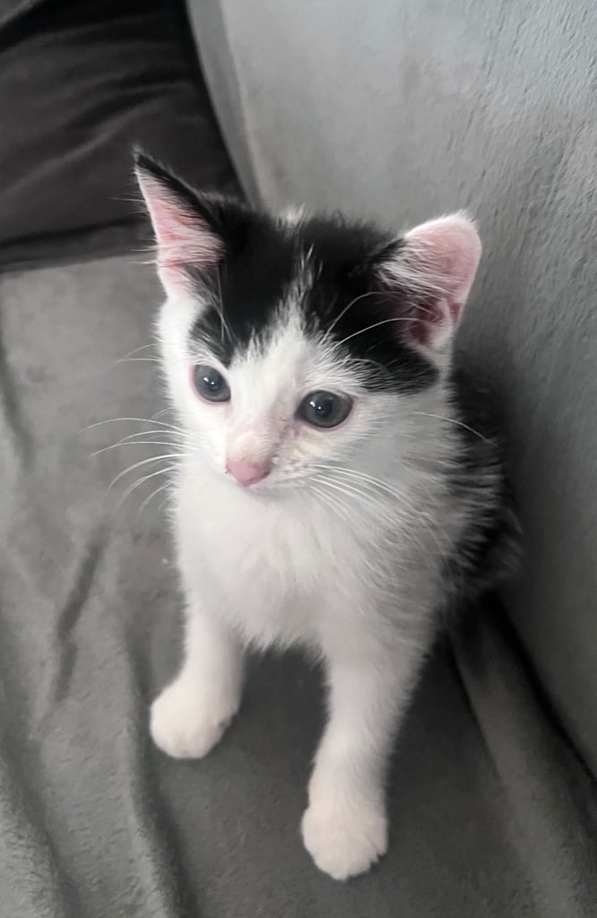 Little girl kitten, eight weeks old