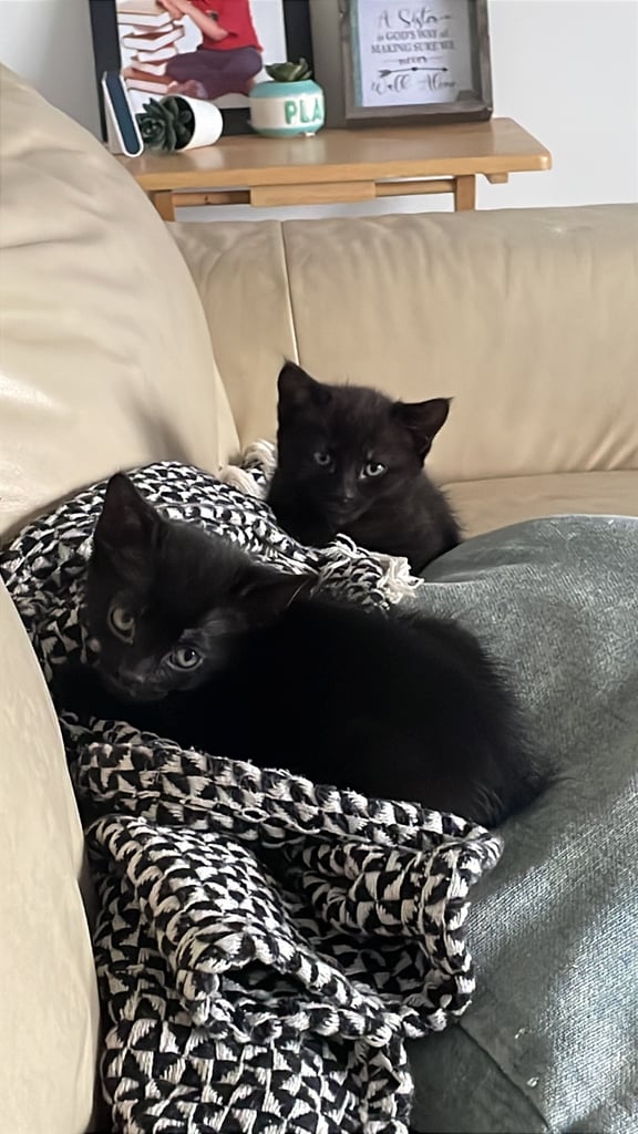 Boy & Girl black kitten for sale 