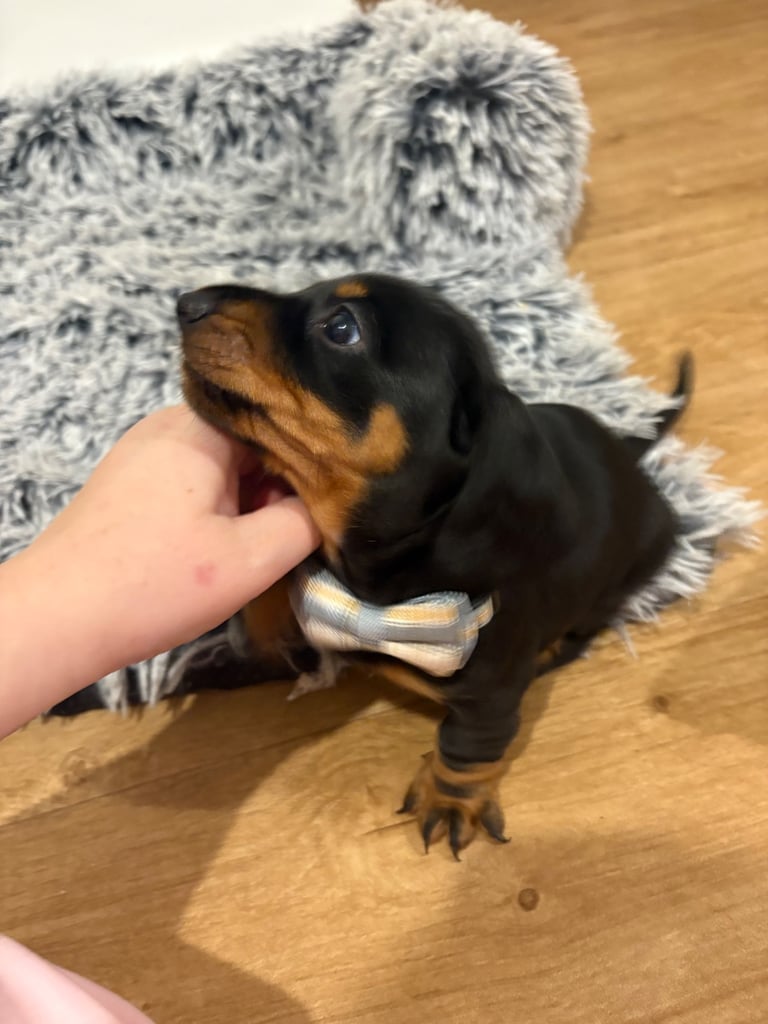 Male miniature dachshund 