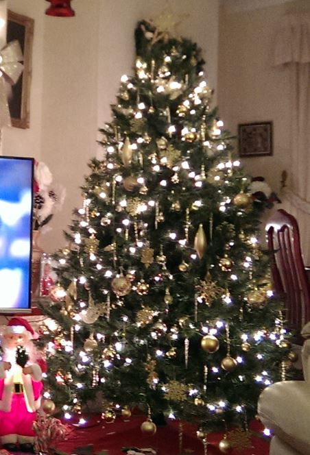  £160 Glenshee pine Christmas tree 6ft 180cm buy ready for next year 