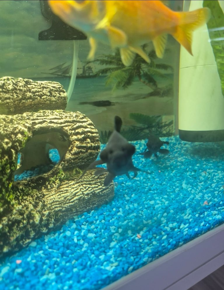 X5 different goldfish 