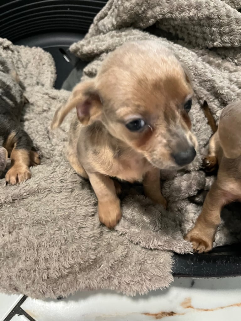 Miniature dachshund puppies ready