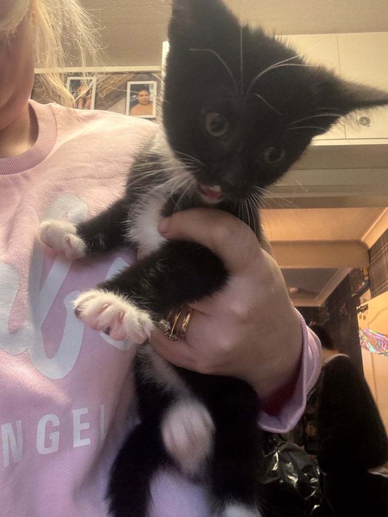 3 beautiful kittens left