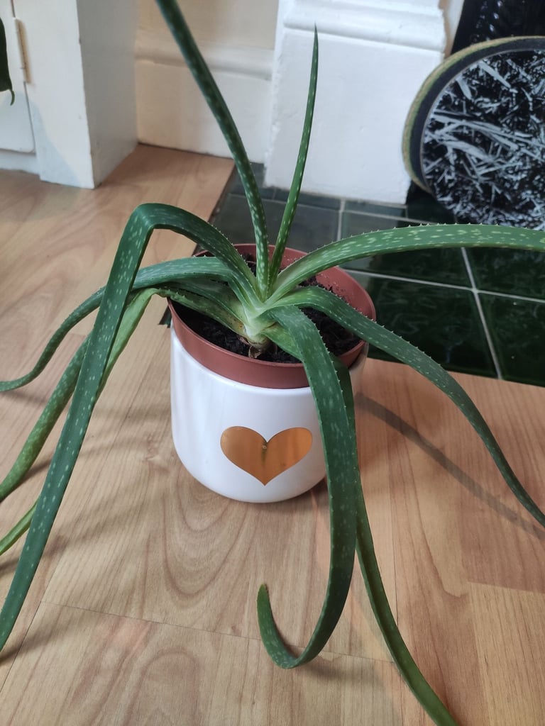Aloe vera plant + plant pot