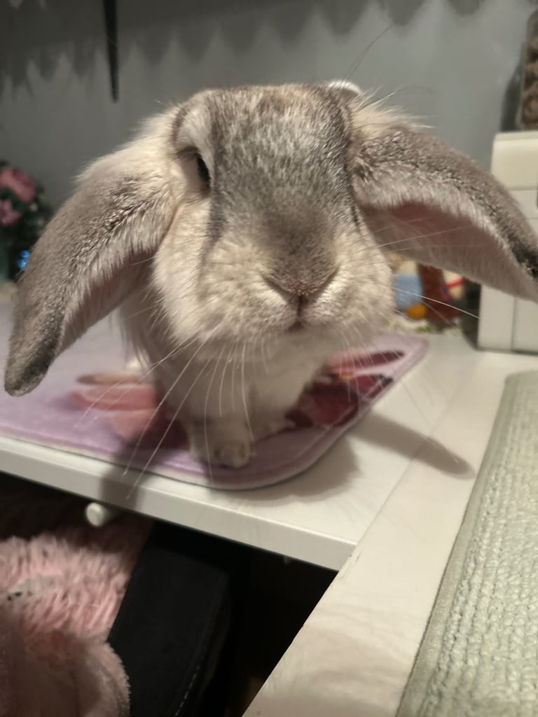 2 rabbits - male and female for rehoming 