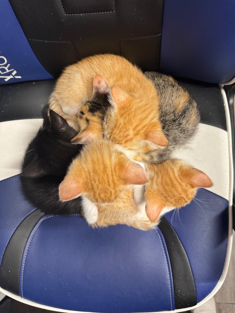 6 beautiful kittens ready to go 
