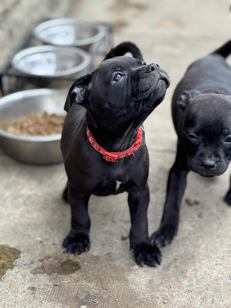 Black Staffordshire Staffordshire Terrier Price Staffordshire Bull