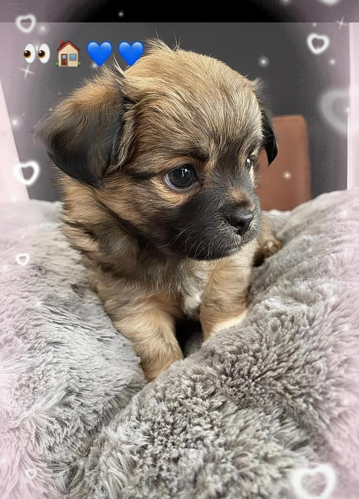 Chihuahua puppy LAST BOY LEFT 💙💙
