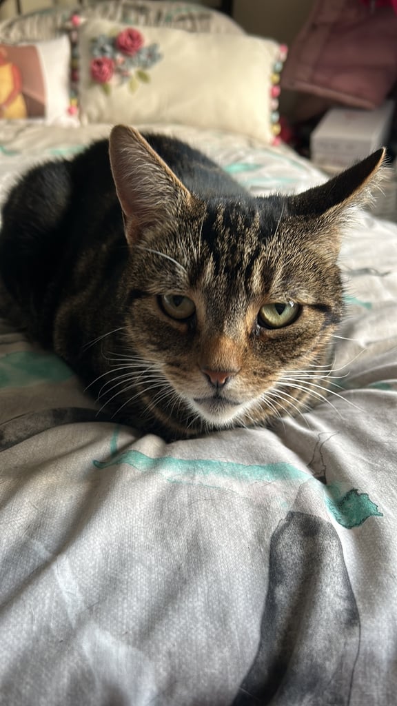 Missing cat Coleraine 