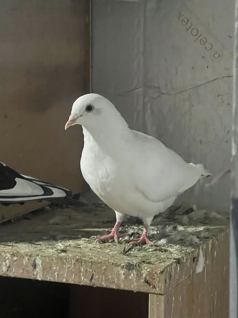 Beautiful pigeons for sale in Edinburgh from £10