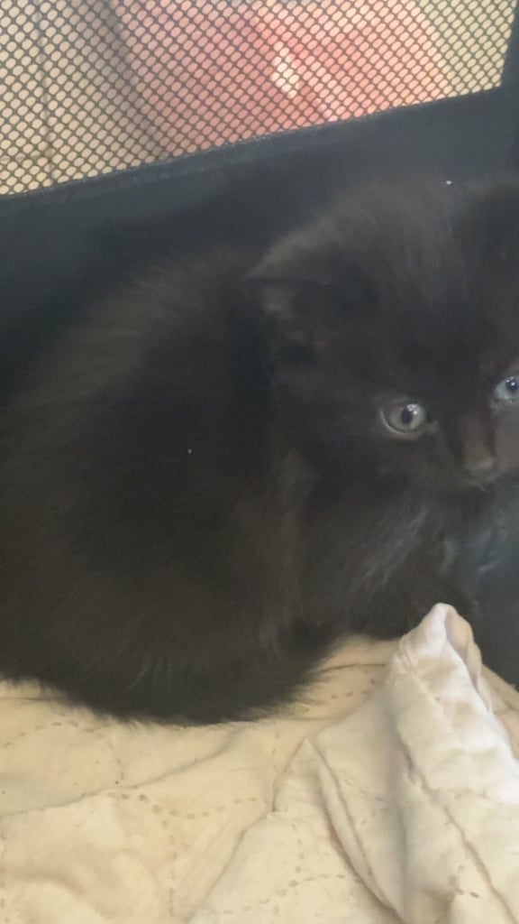Kittens for sale 