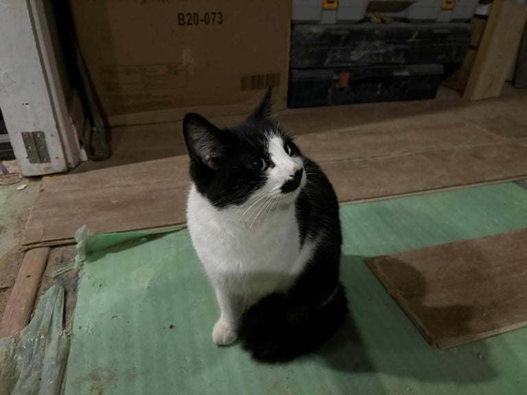 image for 2 gorgeous female cats