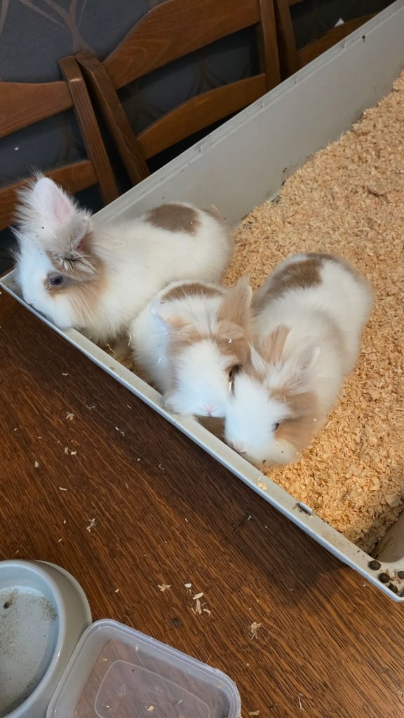 female rabbits