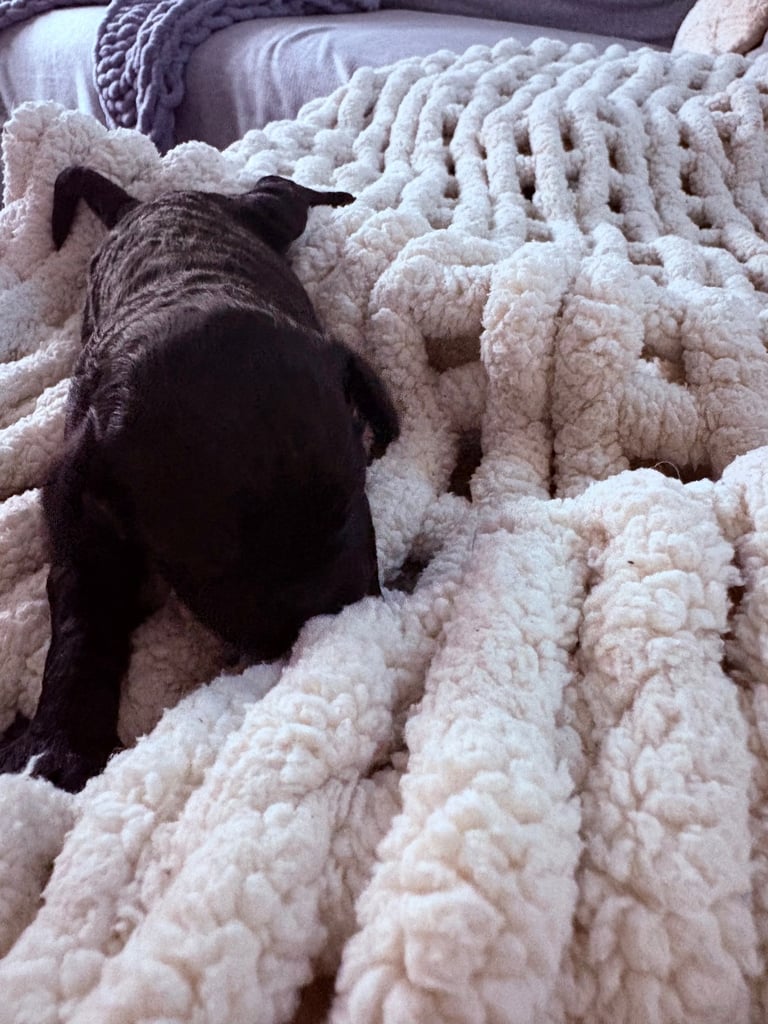 F2 Sproodle Puppies 