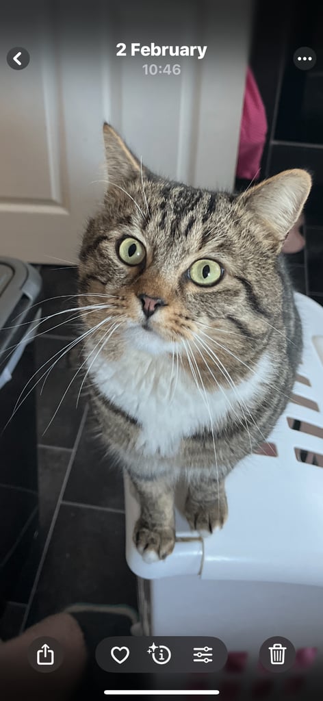 image for Missing cat