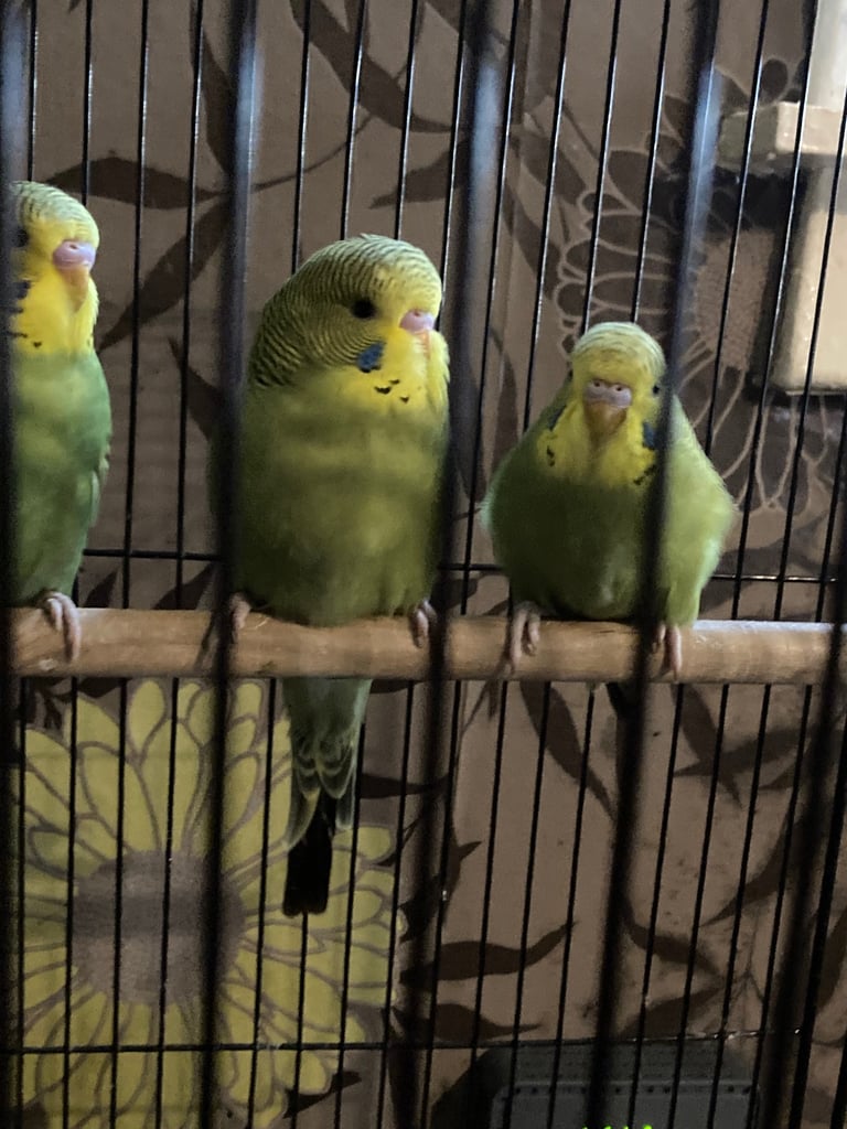 Baby budgies 8 week old 