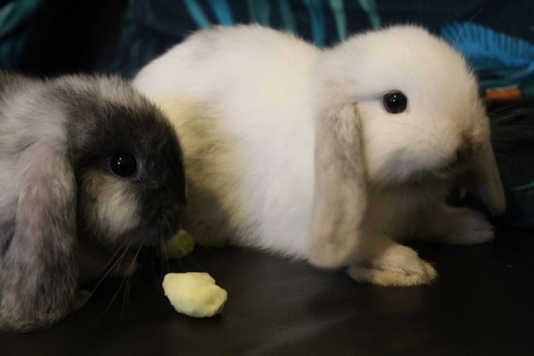 Baby mini lop rabbits