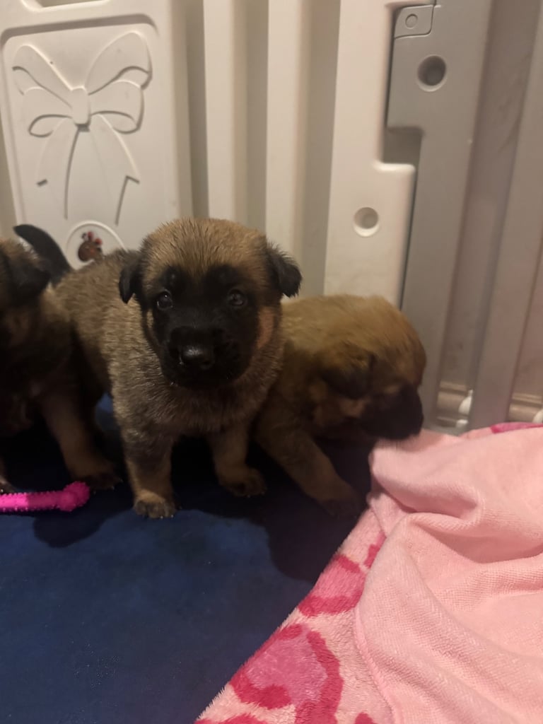 8 beautiful Malisheps